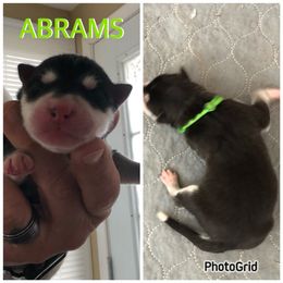 Boy 2 - Abrams - Black and white Siberian Husky puppy in York Springs, Pennsylvania from Sunny Ridge Siberians