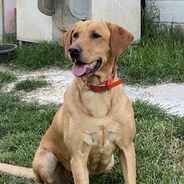 Lilly - Labrador Retriever