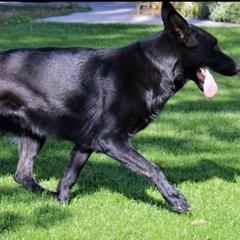 Jadzia - Black female German Shepherd puppy in Emmett, Idaho from AngelDay Shepherds