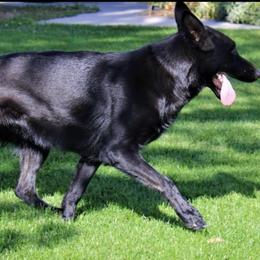 Jadzia - Black female German Shepherd puppy in Emmett, Idaho from AngelDay Shepherds