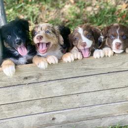 Australian Shepherd Puppies from Malin Family Aussies