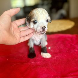 Sirius - Slate male Chinese Crested puppy in Blue Earth, Minnesota from Ciao Bella Chinese Cresteds