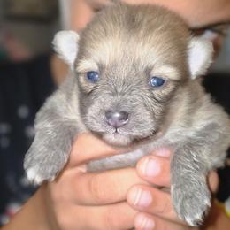 Robin - Lavender male Pomeranian puppy in Mays Landing, New Jersey from KB Pom Pups
