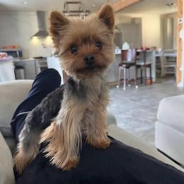 Smoky - Yorkshire Terrier