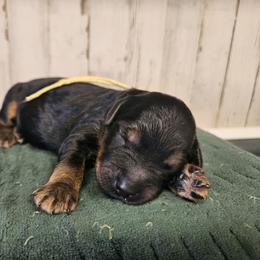 Allegiant - Phantom female Bernedoodle puppy in Flat Rock, North Carolina from Sukisdoodles
