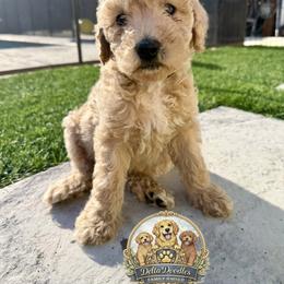 Theo - Apricot male Goldendoodle puppy in Sanger, California from Delta Doodless