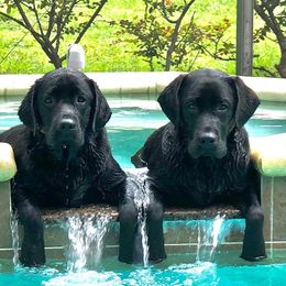 Labrador Retrievers from Stone Haven Labradors