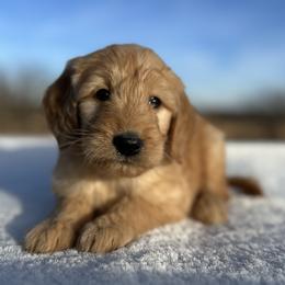 Charlie - Apricot male Goldendoodle puppy in Osage City, Kansas from Golden Ridge Goldens