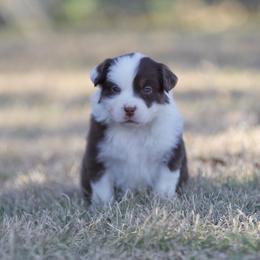 Nutmeg - Red tri-color female Miniature American Shepherd puppy in Stephenville, Texas from Diamond H Aussies