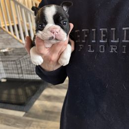 Shamrock - Black brindle and white Boston Terrier puppy in Brandon, South Dakota from Lakeview Bostons