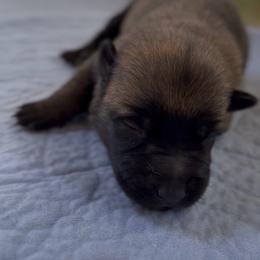 Dark Sable Girl (reserved - next litter Oct) - Red sable female Belgian Malinois puppy in Columbia, South Carolina from Kaizen Ruach Malinois