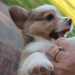 Pembroke Welsh Corgi Puppies from GLC Corgis
