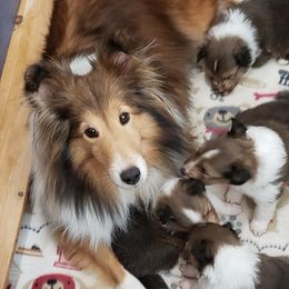 Shelly - Shetland Sheepdog