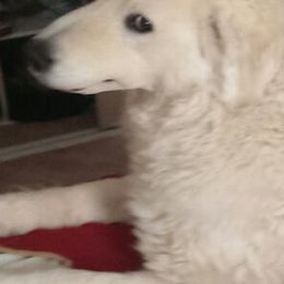 Kuvaszok from Telaquire Kuvasz
