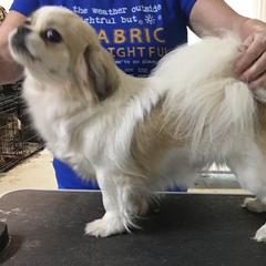 Katniss - Tibetan Spaniel