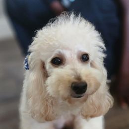 Febie - Poodle