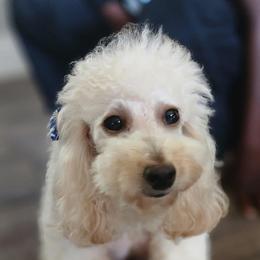 Febie - Poodle