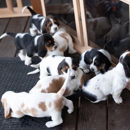 Basset Hound Puppies from PoeCo Basset Hounds