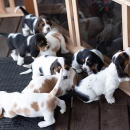 Basset Hound Puppies from PoeCo Basset Hounds