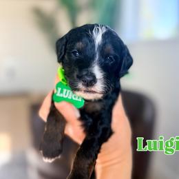 Luigi - Tri-color male Bernedoodle puppy in West Haven, Utah from Split Mountain Doodles