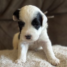 Brown Boy - Black and white male Portuguese Water Dog puppy in Liberty Lake, Washington from Lakehouse Porties