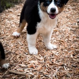 Cowboy - Australian Shepherd puppy in Coldwater, Michigan from Northern Star Australian Shepherds