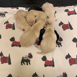Scottish Terrier puppies from Sedona Scottish Terriers