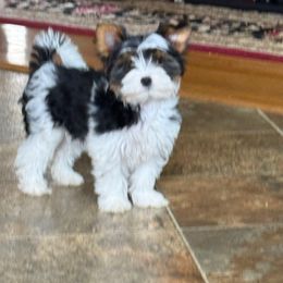 Anna - Black tan and white Biewer Terrier puppy in Lebanon, Oregon from SD99Biewers