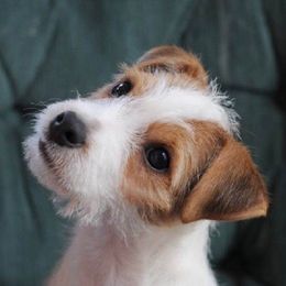 Parson Russell Terriers from Monika's Parson Russell Terriers