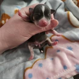 Tatum - Blue and tan female Chihuahua puppy in Ashtabula, Ohio from Paw's & Awe's Chihuahuas