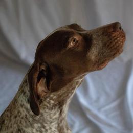 Vader - German Shorthaired Pointer