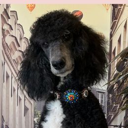 Stormy - Poodle