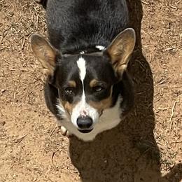 Blaze - Pembroke Welsh Corgi