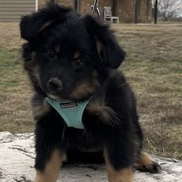 Ursula - Black tri female Miniature Australian Shepherd puppy in Godley, Texas from Nana and Paws Aussies