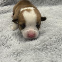 Red Male - Red male Pembroke Welsh Corgi puppy in Stephenville, Texas from Rising JM Pembrokes
