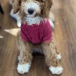 Australian Labradoodle, Double Doodle, Goldendoodle, and Labradoodle Puppies from Lake Mountain Doodle