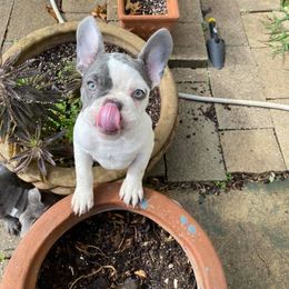 French Bulldog Puppies from Texas Star Frenchies