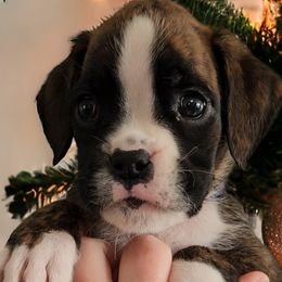 EMINEM Boy 3 - Brindle Boxer puppy in Lafayette, Tennessee from Silver Rain