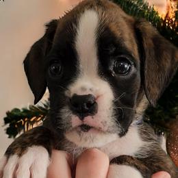 EMINEM Boy 3 - Brindle Boxer puppy in Lafayette, Tennessee from Silver Rain