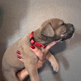 Formentino 1- Red Collar - Gray and fawn male Cane Corso puppy in Compton, California from Urban League Cane Corso