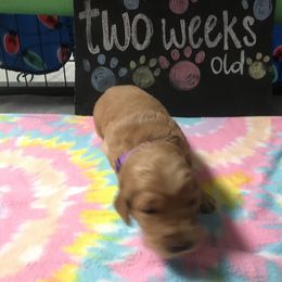 Girl 1 - Golden Retriever puppy in Argyle, Texas from Randalls Golden Retrievers
