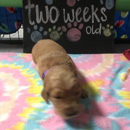 Girl 1 - Golden Retriever puppy in Argyle, Texas from Randalls Golden Retrievers