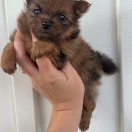 Boy 4 - Chocolate merle male Pomeranian puppy in Jackson, Tennessee from Little House Pomeranians