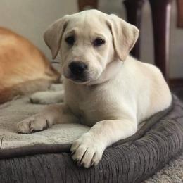 Labrador Retriever Puppies from Knotty Creek Labradors