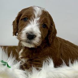 Green Male - Apricot male Goldendoodle puppy in Great Falls, Montana from Montana Goldendoodles