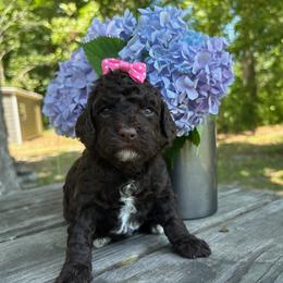 Little Miss Tater Tot - Chocolate female Goldendoodle puppy in Camden, North Carolina from Oopsie Doodles of NC