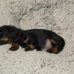 Ty (Red) - Black and tan male Dachshund puppy in Humble, Texas from Foley Dachshunds