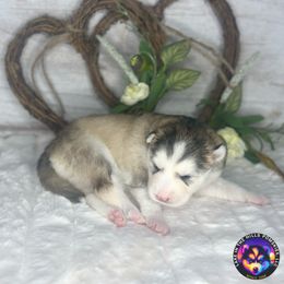 Emily - Tri-color female Pomsky puppy in Schaumburg, Illinois from Lake in the hills Pomskies