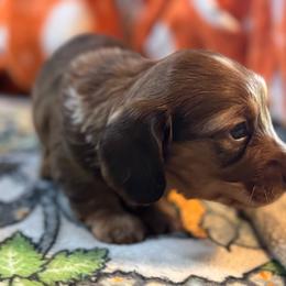 Gage - Dapple male Dachshund puppy in Staley, North Carolina from Langley Farms Dachshunds