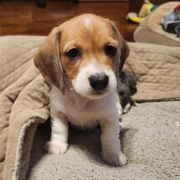 SilkywireRocky AKC - Piebald male Dachshund puppy in Torrance, California from Lucky Dachshunds